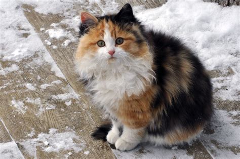 Un cunnilingus avec une chatte mature bien baveuse (vieille) Vidéo n°18303 ajoutée le 18/02/2014 05:00 dans Cunnilingus Vieille . Elle a été vue 52828 fois, dure 02:05 mns et a reçu 132 votes (81%).